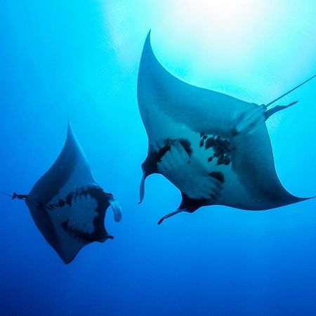 Island Scuba Inn Dhangethi Luaran gambar