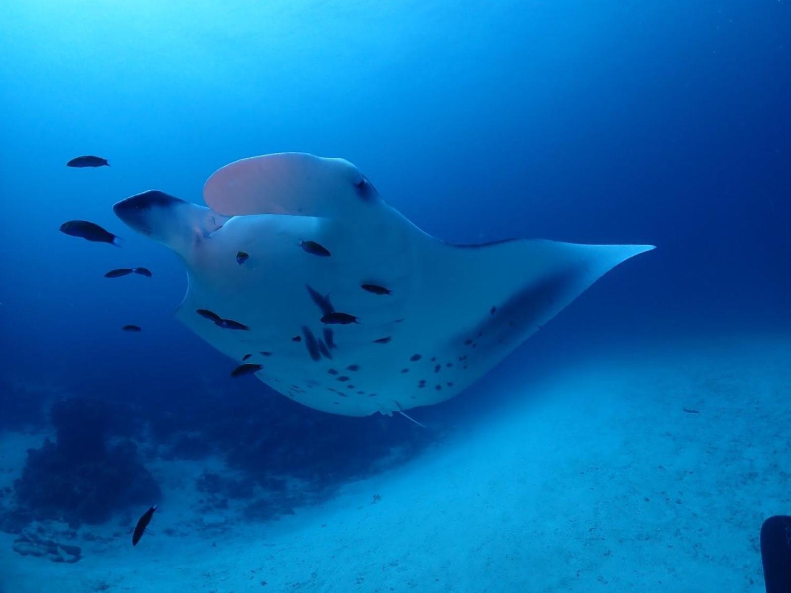 Island Scuba Inn Dhangethi Luaran gambar