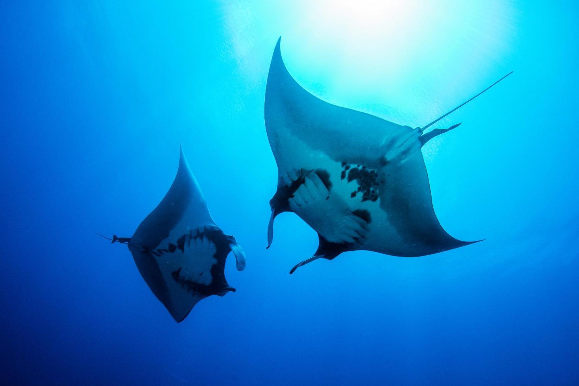 Island Scuba Inn Dhangethi Luaran gambar